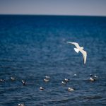 Discover the Best English Beaches: Your Guide to the Top Beaches in England